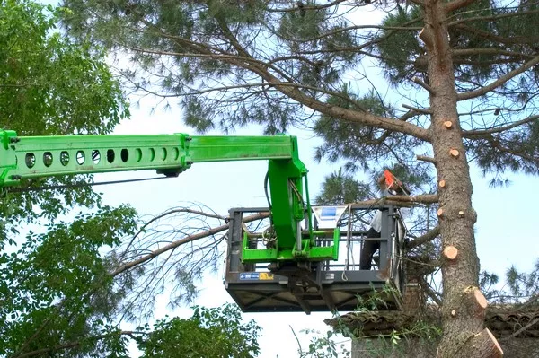 Abattre un arbre difficile d'accès qui va s'effondrer, Toulouse, BRANCHES de Vie