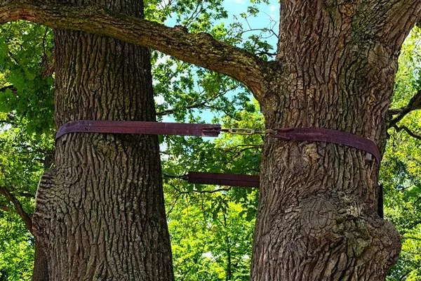 Comment faire l'haubanage d'un arbre qui tombe ?, Toulouse, BRANCHES de Vie