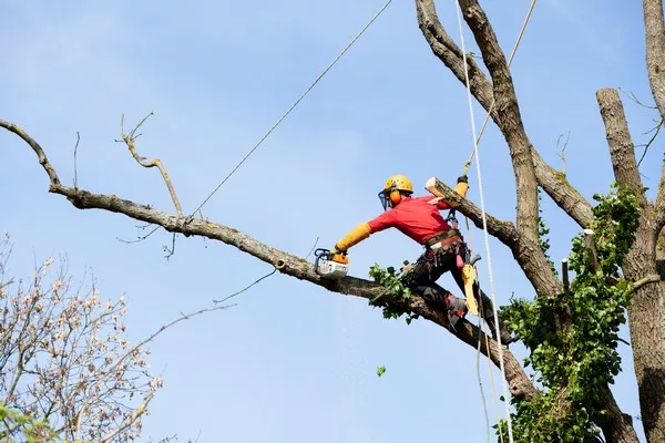 À qui s'adresser pour élaguer un arbre grande hauteur de manière sécurisée ?, Toulouse, BRANCHES de Vie